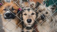 Psi jeli jedni druge u skloništu u Tešnju: Iz azila kažu da je agresivnost izazvana nekom supstancom