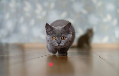 Mačke i laser
