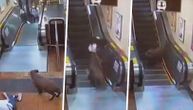 Jeziva scena: Divlja svinja zalutala u metro, redom nasrće na ljude i grize ih
