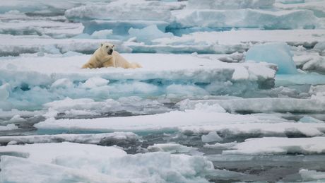 Topljenje Grenlanda, klimatske promene, globalno zagrevanje