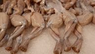 Francuzi svake godine pojedu 4.000 tona žabljih bataka: Vodozemci sve ugroženiji zbog delikatesa