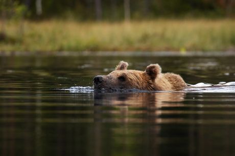 Medved se kupa