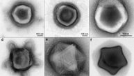 Bizarni pipci i omotač u obliku zvezde: Džinovski virusi iz šumskog zemljišta prvi put snimljeni