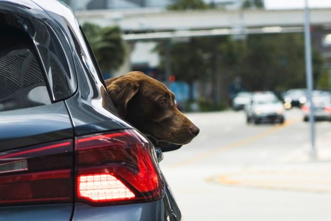 Neobezbeđena vožnja psa u automobilu Neobezbeđena vožnja psa u automobilu
