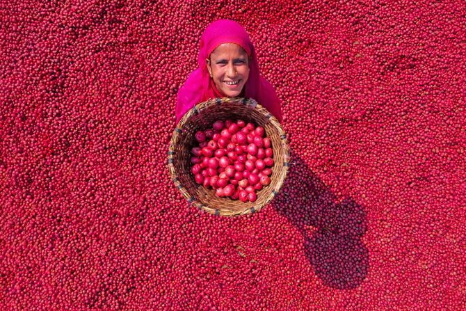 Bangladeš, crveni krompir Bangladeš, crveni krompir