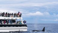 Kitovi ubice ne napadaju brodove, već se igraju: Naučnici veruju da mlade orke to ponašanje uče od starijih