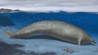 Imao je 340 tona i sitne ruke i noge: Da li je ovaj drevni kit bio najteža životinja koja je ikad postojala?