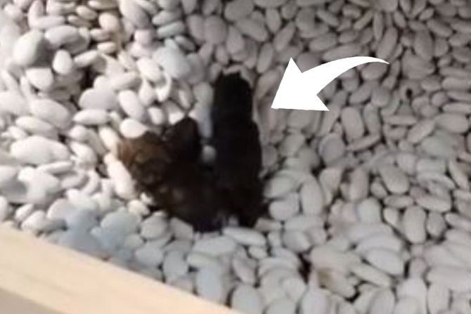 Izmet strelica Izmet strelica