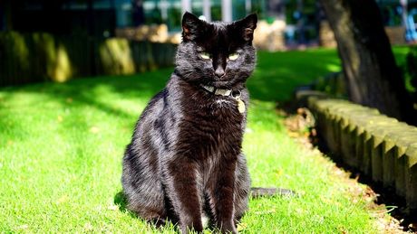 Crne mačke na suncu