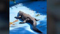 Ovako Muja uživa u suncu: Tropski dan izmamio beogradskog aligatora u bazen