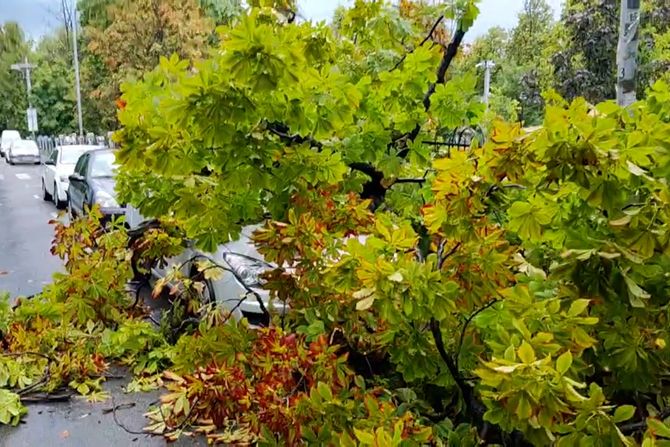 Beograd nevreme Karađorđev park drvo oštetilo automobil