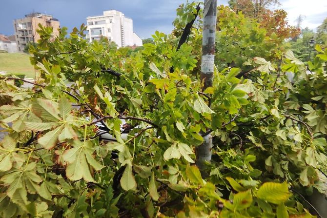 Beograd nevreme Karađorđev park drvo oštetilo automobil