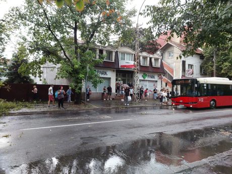 Beograd, oluja, nevreme, Oboreno drvo u Zemunu posle nevremena