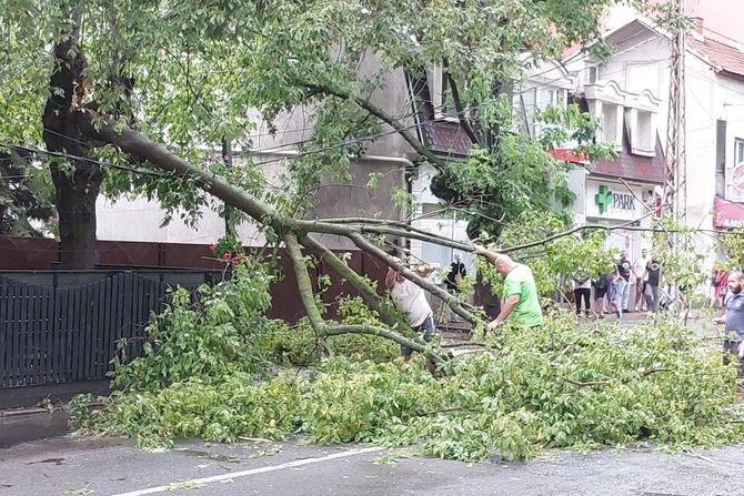 Beograd, oluja, nevreme, Oboreno drvo u Zemunu posle nevremena