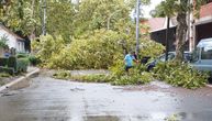 Jako nevreme u Inđiji: Vetar čupao stabla i lomio grane, pričinjena velika materijalna šteta