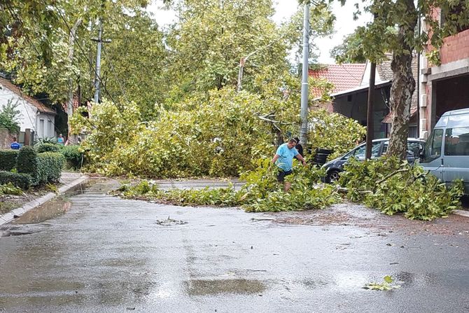 Blokiran put, oluja, nevreme, Oboreno drvo u Zemunu posle nevremena