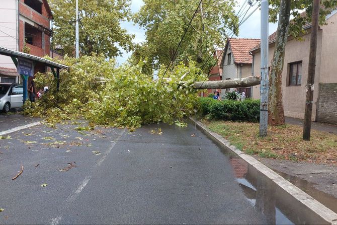 Blokiran put, oluja, nevreme, Oboreno drvo u Zemunu posle nevremena