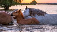 Poplava zarobila 150 konja sa ždrebadima: "Do večeras će se svi podaviti. Niko ne želi da nam pomogne"