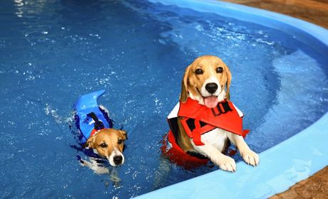 Psi i plivanje