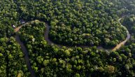 Lišće u tropskim šumama postaje previše toplo za fotosintezu