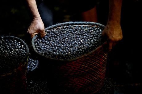 Amazon samit klimatske promene