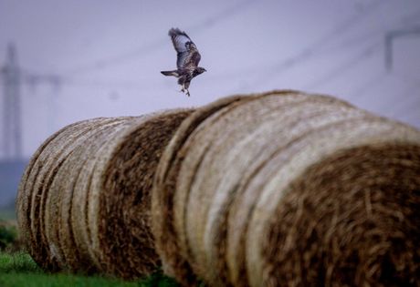 Nemačka ptice, seno, priroda