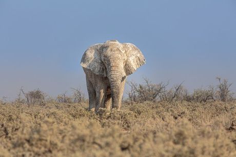 Svetski dan slonova 12. avgust
