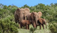 Afrički slonovi možda koriste imena jedan za drugog