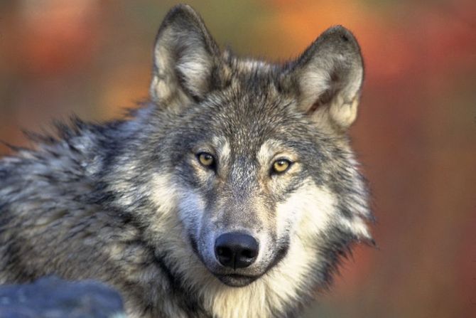 Svetski dan vukova Svetski dan vukova