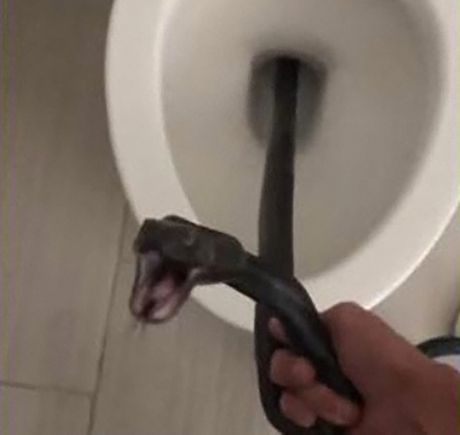 Zmija WC