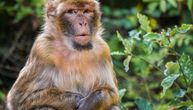 Majmun na krovu na Karaburmi: Snimak životinje kruži mrežama i nikome nije jasno kako je dospela tu