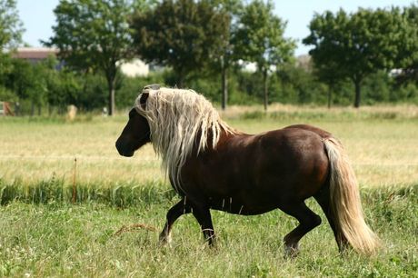 Švarcvaldski konj