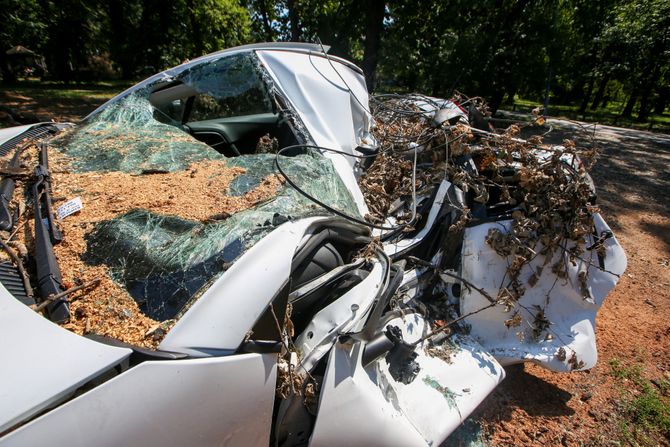 Palo drvo na automobil na Košutnjaku