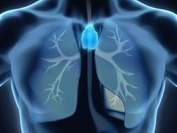 Grudna žlezda, timus