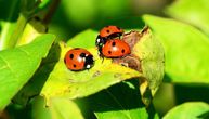 Bubamare, insekti lepih boja i posebne simbolike: Mnogi ljudi ih čak smatraju kućnim ljubimcima