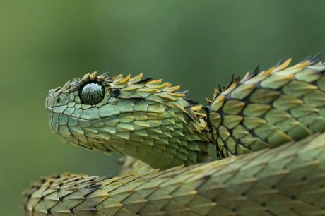 10 najčudnijih zmija na svetu