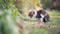 Zašto mačka povraća hranu? Ako je izbacuje najmanje jedanput nedeljno, obratite se veterinaru