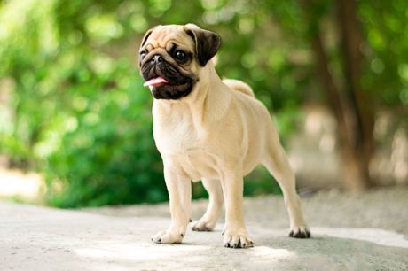 Mops Mops