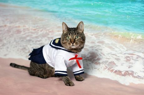 Mačke i mornari