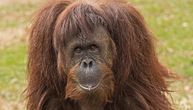 Kako orangutani reaguju na nove stvari u divljini