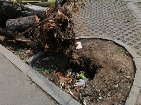 Šteta nakon oluje u Prvomajskoj ulici, Zemun, drvo palo na auto
