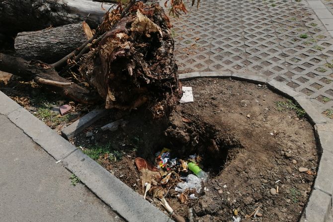 Šteta nakon oluje u Prvomajskoj ulici, Zemun, drvo palo na auto