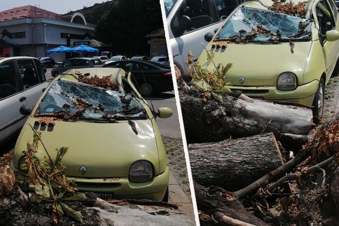 Šteta nakon oluje u Prvomajskoj ulici, Zemun, drvo palo na auto