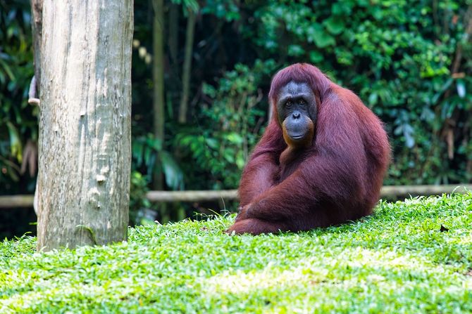 Svetski dan orangutana