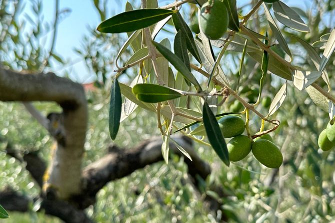 Pelješac, masline