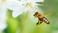 Kako medonosne pčele otkrivaju zagađivače okoline? Dokazano su najbolji "detektivi"