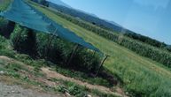 Voćari sa juga Srbije zainteresovani za uzgoj i berbu: Sok od divlje kupine je hit na pijacama