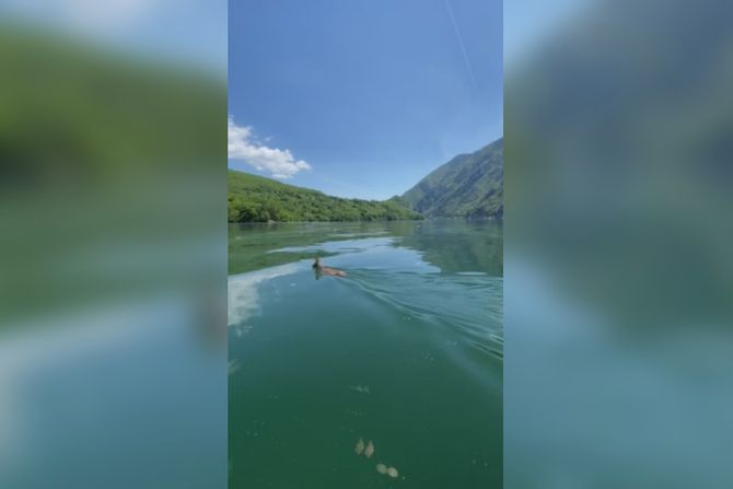 Srndać preplivava jezero