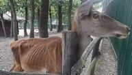 Juri za njom, riče: Nadležni u Zoo vrtu u Boru objasnili zašto je jelen premršav