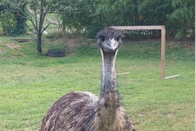 Emu